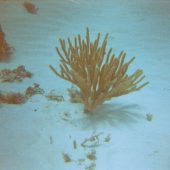  Lighthouse Reef, Belize